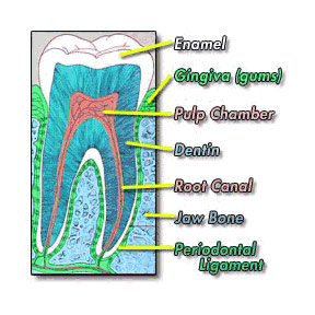 Dental Bridge